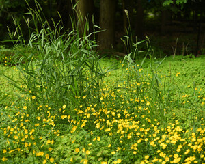 Buttercup flowers and tall grass in focus with slight shallow depth of field foreground and background