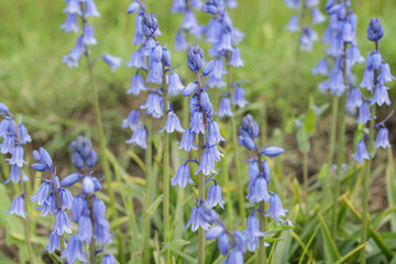 Some Spanish bluebells (Genus Hyacinthoides) in a garden.