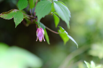 コウヤハンショウヅル