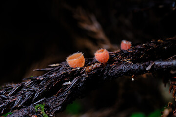 シロキツネノサカヅキ