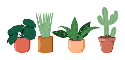 Potted plants set. Interior houseplants in planters, baskets, flowerpots. Home indoor green decor.