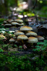 Mushrooms in the forest