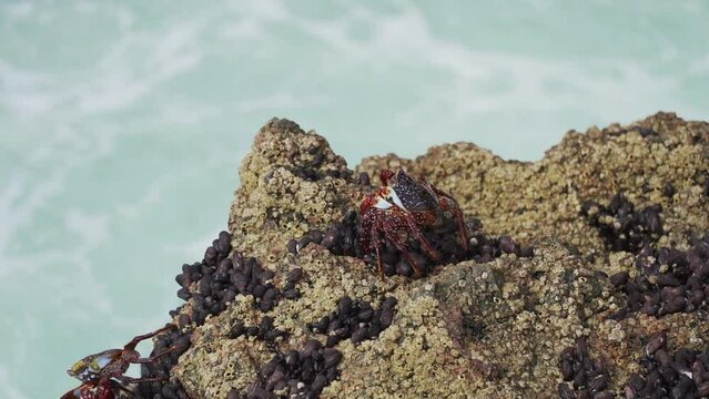 colorful crab crawling over rock surface in Paracas, Peru.