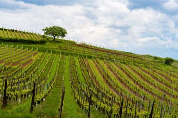 Fototapeta na wymiar Un cerisier se dresse fièrement au milieu des rangs de vignes du vignoble alsacien, CeA, Alsace, Grand Est, France