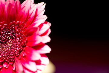 It is a close-up photograph of a gerbera flower.