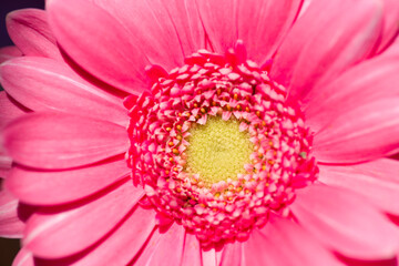 It is a close-up photograph of a gerbera flower.