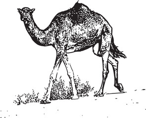 A camel walking in the desert