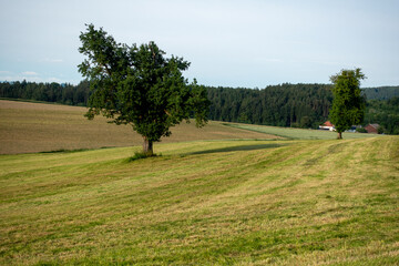 Solitär Baum am Feld