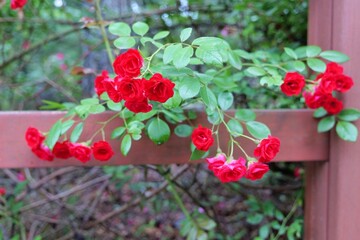 flower, 네이처, 뜰, 분홍, 식물, flower, red, 개화, 여름, 봄, 블로섬, 식물, 나뭇잎, 꽃, 미, 피튜니아, 로즈, 다채로운, 원예, 변색, 개화, 보라색, 공원, 계절, beautiful