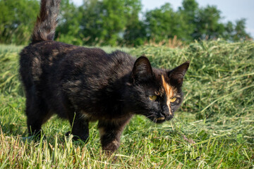 Katze auf Wiese