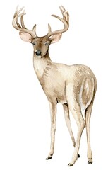 Watercolor Christmas deer , Forest dwellers. Watercolor hand drawn illustration. Winter holiday.