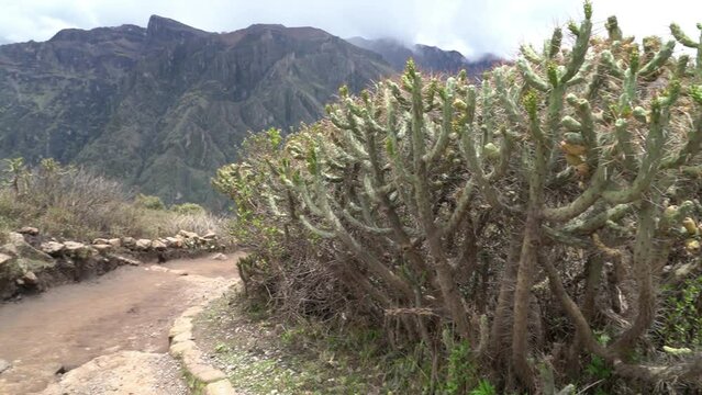 large cactus standing on the edge of the colca canyon.