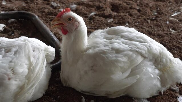 A hot day or summer season calls for white broiler chicken trousers. High mortality rates in the summer. poultry face, A chicken that is overweight is panting inside a farm.
