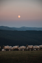 flock of sheep Latxa at sunset with the moon in a rural and mountainous environment