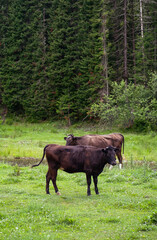 Cows herd grazing in meadow by stream.