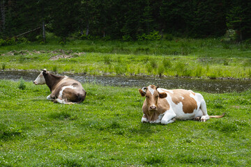 Cows herd grazing in meadow by stream.