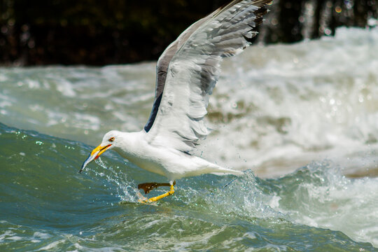 Seagull breakfast