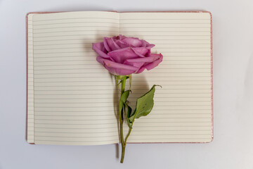 pink rose and notebook