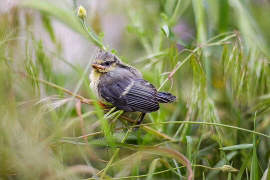 Young bird