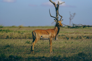Impala in Kenya 