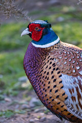 close up of a male pheasant