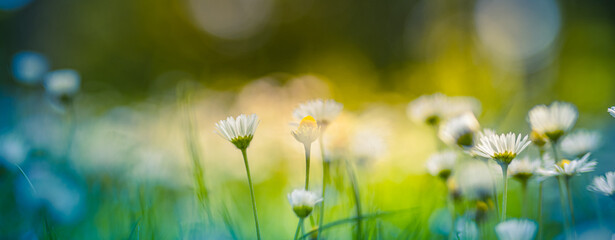 Peaceful soft focus daisy meadow landscape. Beautiful grass, sunny fresh green blue foliage....