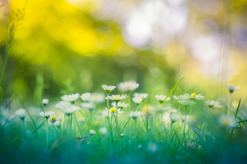 Peaceful soft focus daisy meadow landscape. Beautiful grass, sunny fresh green blue foliage. Tranquil spring summer nature closeup. Blurred forest field background. Idyllic bright nature happy flowers