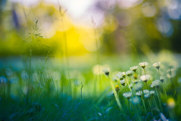 Peaceful soft focus daisy meadow landscape. Beautiful grass, sunny fresh green blue foliage....