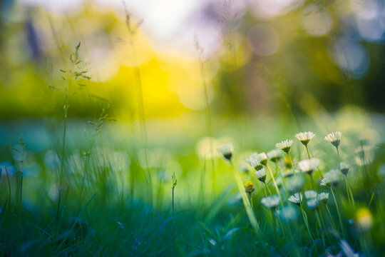 Peaceful soft focus daisy meadow landscape. Beautiful grass, sunny fresh green blue foliage. Tranquil spring summer nature closeup. Blurred forest field background. Idyllic bright nature happy flowers