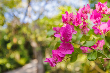 Romantic love flowers. Pink bougainvillea floral background, blurred sunny lush foliage. Exotic garden or park natural blooming plants. Closeup nature fresh decor flowers. Tropics Mediterranean garden