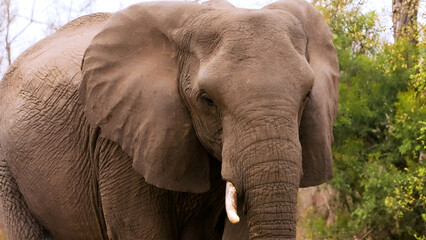 Bull Elephant in Musth waling aggressively on the road at Kruger National Park