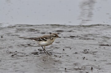 Citrine Wagtail