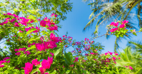 Romantic love flowers. Pink bougainvillea floral background, blurred sunny lush foliage. Exotic...