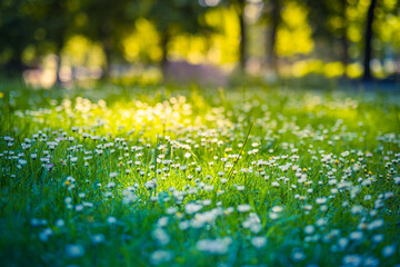 Peaceful soft focus daisy meadow landscape. Beautiful grass, sunny fresh green blue foliage. Tranquil spring summer nature closeup. Blurred forest field background. Idyllic bright nature happy flowers