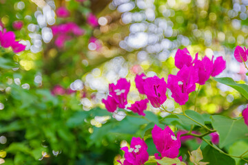 Romantic love flowers. Pink bougainvillea floral background, blurred sunny lush foliage. Exotic garden or park natural blooming plants. Closeup nature fresh decor flowers. Tropics Mediterranean garden - obrazy, fototapety, plakaty