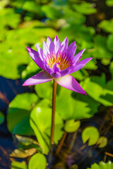 Gently purple flower of waterlily outdoors in summer close-up on green lush background with soft selective focus. Delicate dreamy vertical image of beauty of nature. Tropical lily in pond, exotics