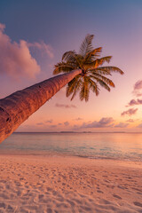 Fantastic closeup view of lonely palm tree calm sea water waves with orange sunrise sunset sky....