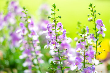 アンゲロニア・アークエンジェル_花