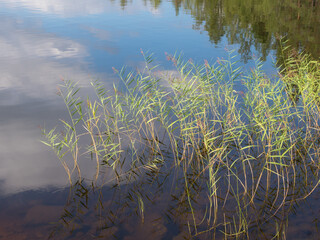 grass in the water