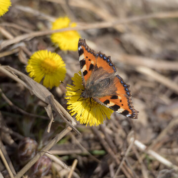 butterfly on a coltsfoot flower on a sunny spring day