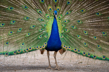 Obraz premium peacock in front of a background