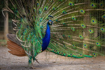 peacock in front of a background
