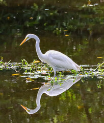Beautiful White Egret (and its reflection) fishing in a shallow lake