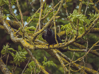 Raven in Tree