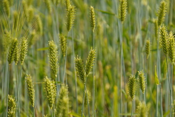 Wheat growing in the wheat field