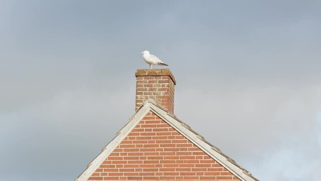 A seagull sitting on the chimney of an old house in the Historic Fishing harbour of Greetsiel, a small picturesque fishing town in North Frisia