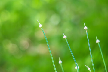 Fototapeta premium 野原に細長く伸びる、その名もノビル