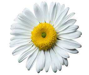 Isolated Chamomile Flower or White Daisy. PNG Transparency
