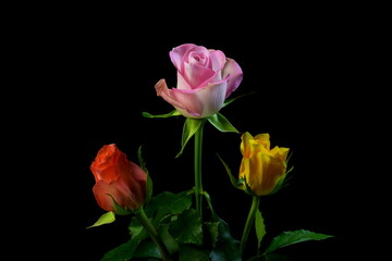 Fototapeta premium Beautiful Bouquet of roses and flowers, used for love and passion and wedding bells. Shot on a reflective surface in a studio with a dark black background.Beautiful Vintage, stacked on top