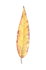 Autumn yellow willow leaf on a white background. Hand-drawn watercolor illustration. Realistic thin long leaf.